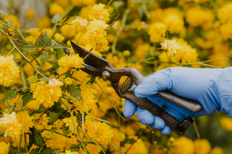 Getting Started In The Garden