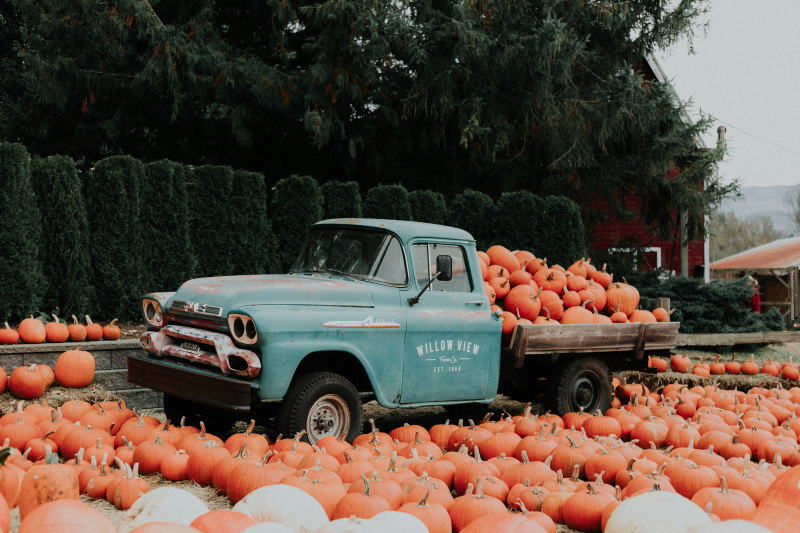 Pumpkin-Palooza