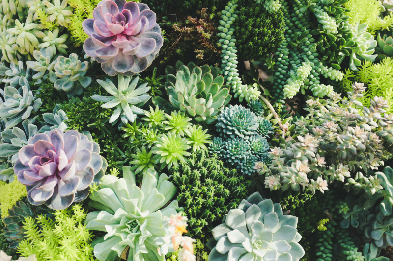Succulents: No Green Thumb Required