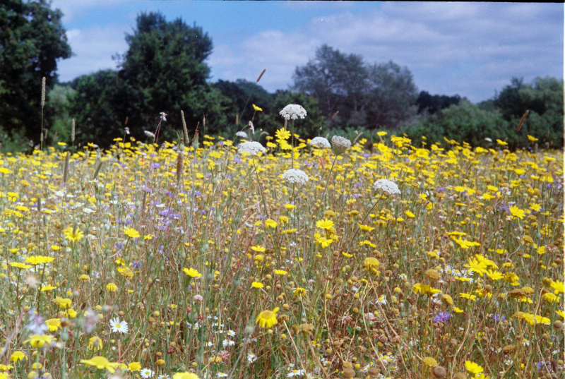 Summer Plants Of Waterloo Region