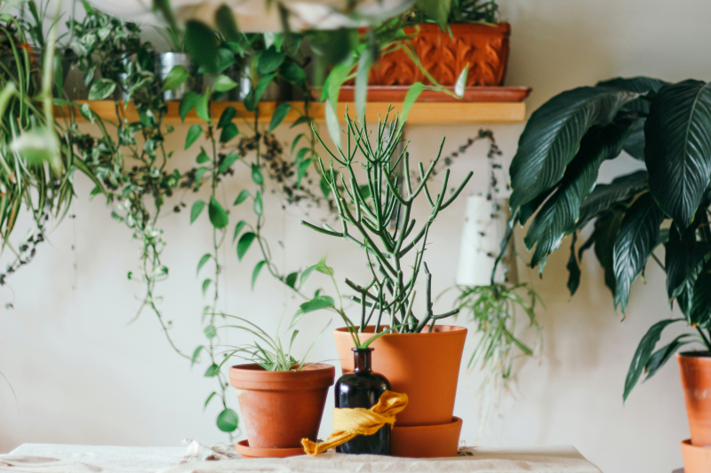 Plant Care 101